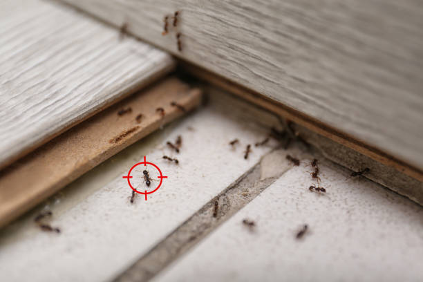 Best Best Pest Control Companies  in Strodes Mills, PA