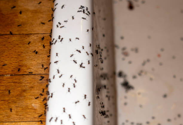 Best Exterminator Services  in Strodes Mills, PA